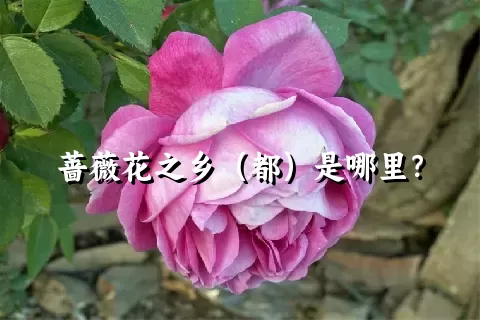 蔷薇花之乡（都）是哪里？