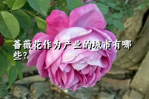 蔷薇花作为产业的城市有哪些？