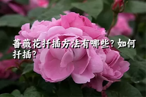 蔷薇花扦插方法有哪些？如何扦插？