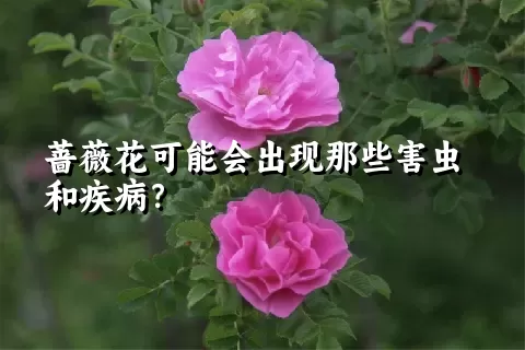 蔷薇花可能会出现那些害虫和疾病？