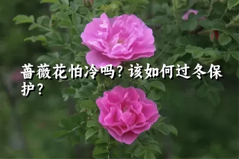 蔷薇花怕冷吗？该如何过冬保护？