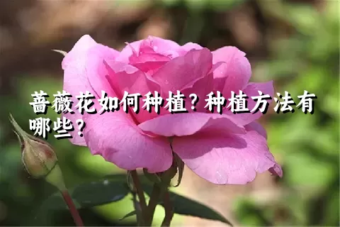 蔷薇花如何种植？种植方法有哪些？