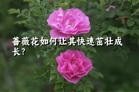 蔷薇花如何让其快速茁壮成长？