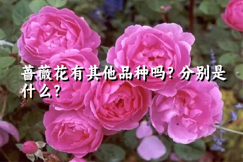 蔷薇花有其他品种吗？分别是什么？