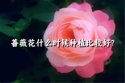 蔷薇花什么时候种植比较好？