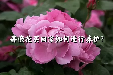 蔷薇花买回家如何进行养护？