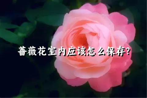 蔷薇花室内应该怎么保存？