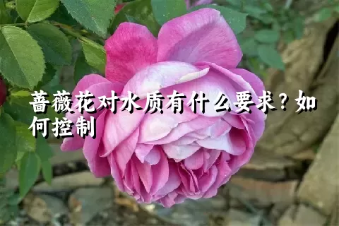 蔷薇花对水质有什么要求？如何控制