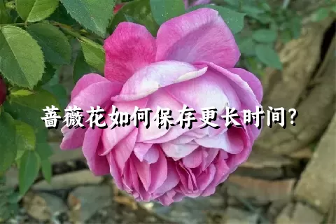 蔷薇花如何保存更长时间？