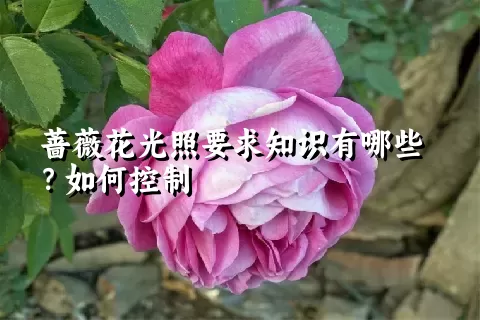 蔷薇花光照要求知识有哪些？如何控制