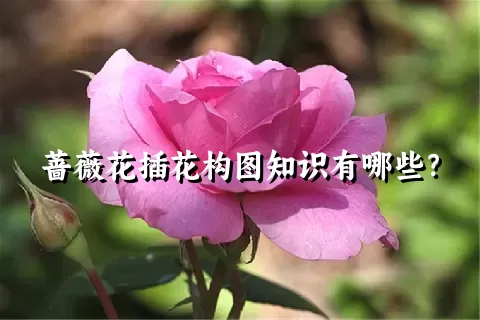 蔷薇花插花构图知识有哪些？