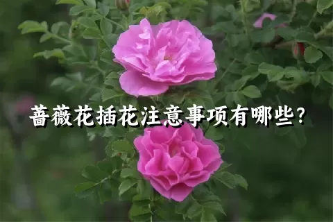 蔷薇花插花注意事项有哪些？