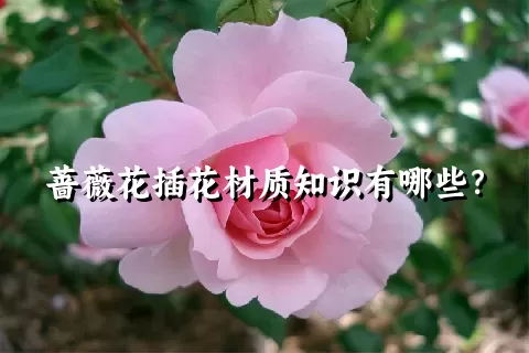 蔷薇花插花材质知识有哪些？