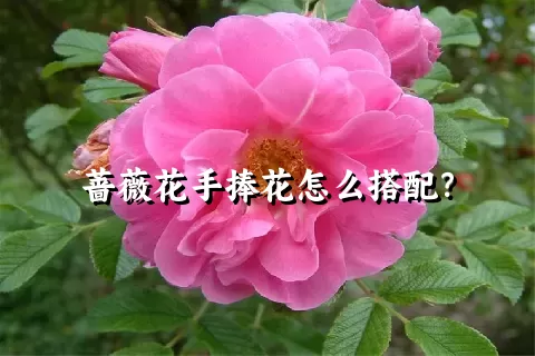 蔷薇花手捧花怎么搭配？