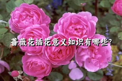 蔷薇花插花意义知识有哪些？