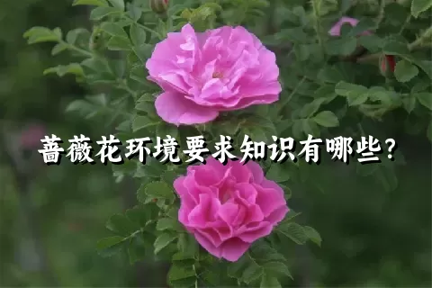 蔷薇花环境要求知识有哪些？