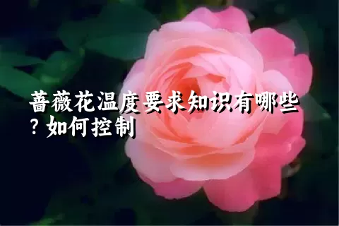 蔷薇花温度要求知识有哪些？如何控制