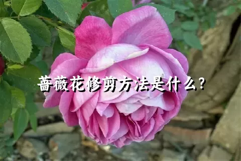 蔷薇花修剪方法是什么？