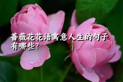 蔷薇花花语寓意人生的句子有哪些？