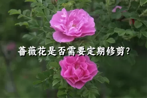 蔷薇花是否需要定期修剪？