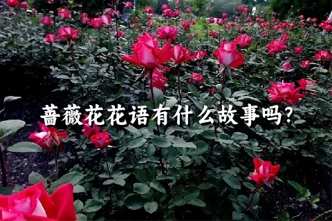 蔷薇花花语有什么故事吗？