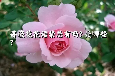 蔷薇花花语禁忌有吗？是哪些？