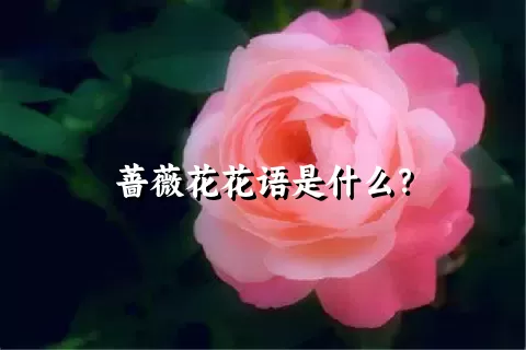 蔷薇花花语是什么？