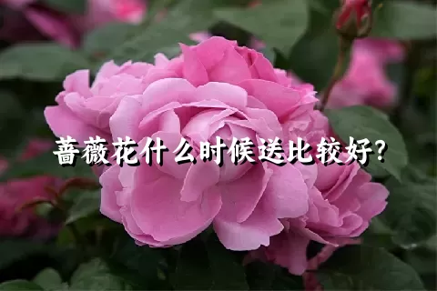 蔷薇花什么时候送比较好？