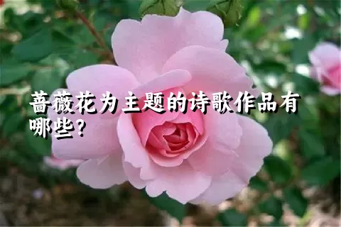 蔷薇花为主题的诗歌作品有哪些？