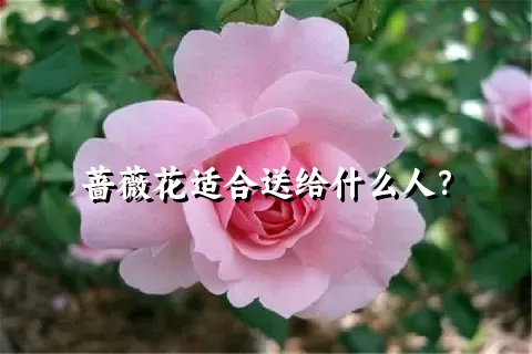 蔷薇花适合送给什么人？