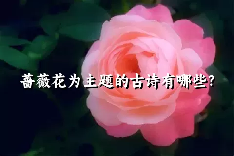 蔷薇花为主题的古诗有哪些？