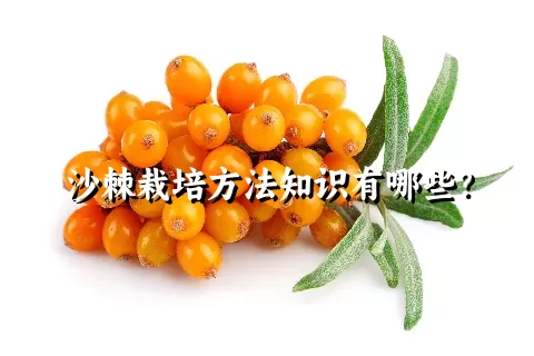 沙棘栽培方法知识有哪些？