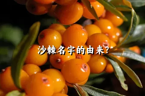 沙棘名字的由来？