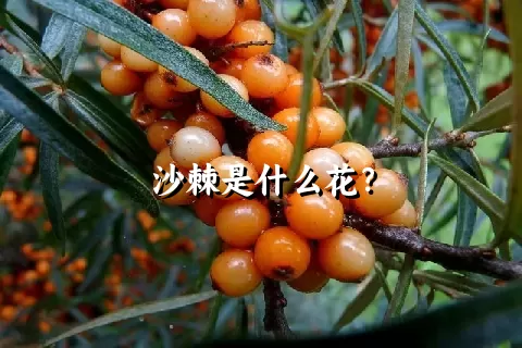 沙棘是什么花？