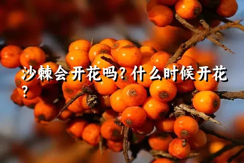 沙棘会开花吗？什么时候开花？