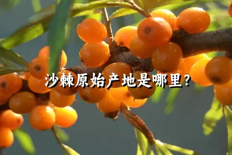 沙棘原始产地是哪里？