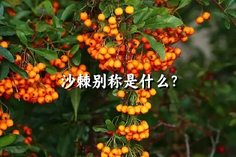 沙棘别称是什么？