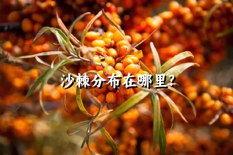 沙棘分布在哪里?