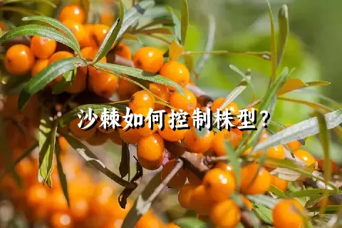 沙棘如何控制株型？