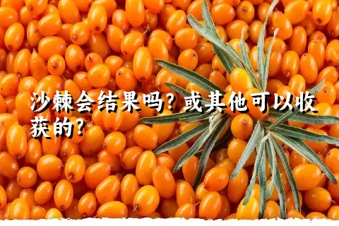 沙棘会结果吗？或其他可以收获的？