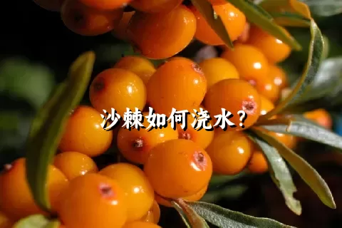 沙棘如何浇水？