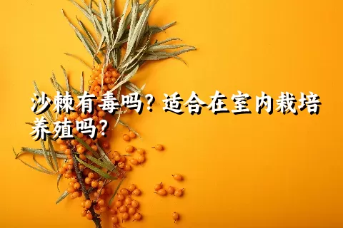 沙棘有毒吗？适合在室内栽培养殖吗？