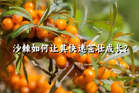 沙棘如何让其快速茁壮成长？