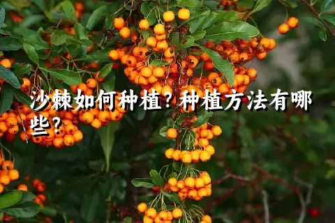 沙棘如何种植？种植方法有哪些？