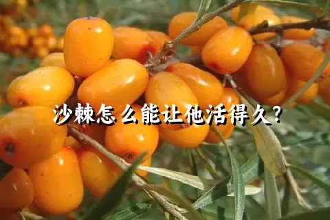 沙棘怎么能让他活得久？