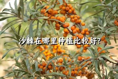 沙棘在哪里种植比较好？