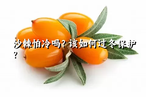 沙棘怕冷吗？该如何过冬保护？