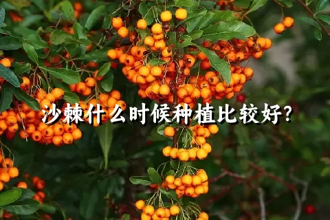 沙棘什么时候种植比较好？