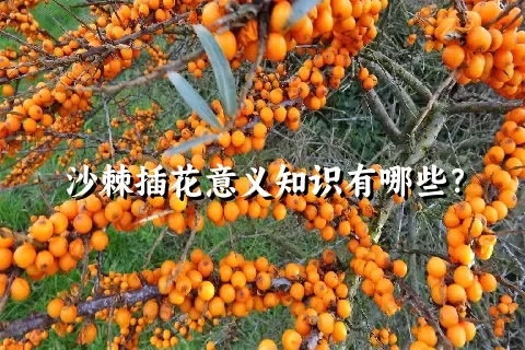 沙棘插花意义知识有哪些？