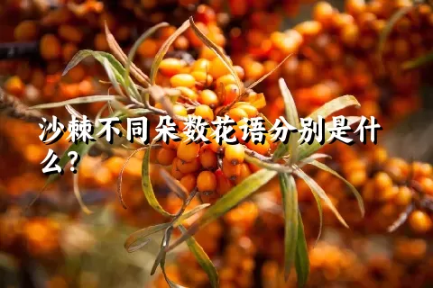 沙棘不同朵数花语分别是什么？